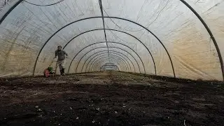 MANUALLY SOWING CALALOO SEEDS IN THE POLYTUNNELS. NO GYM NEEDED. Episode 7