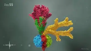 Organoid Animation | Cincinnati Children's