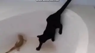 Приколы