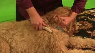 Removing Knots with Electric Pet Grooming Hair Comb