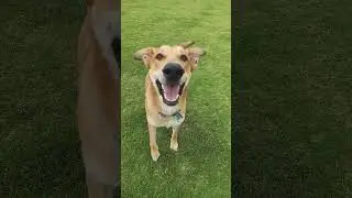 bark