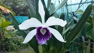 Cattleya 09/23
