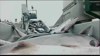 West Coast Fishing - Packing
