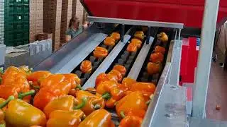SWEET PEPER 2 0