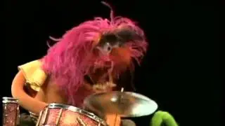 Animal Compilation