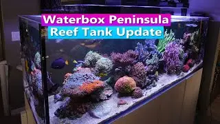 Waterbox 7225 Peninsula Reef tank Update