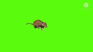 rat running green screen / green screen guru