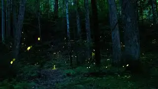 Synchronous Fireflies in the Great Smoky Mountains National Park