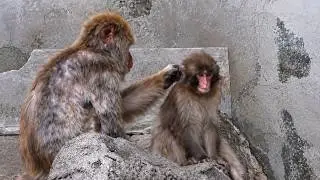 Have You Noticed WHO Punch Is Following Now? (Fascinating Behavior) 🐒