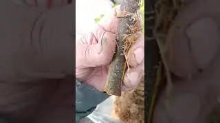 Препарати по укоренению черенков. Мой опыт!!!
