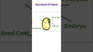 Structure of seed || Class 3