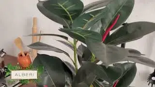 Фикус декоративный Робуста 70 см