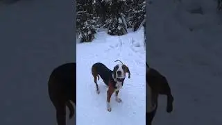 ФИНСКАЯ ГОНЧАЯ ЗАЯЦ БЕЛЯК