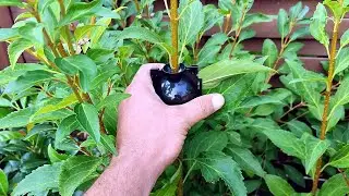 Новости с дачи, полезный совет, как развести живую изгородь #дача #германия #дачныесоветы