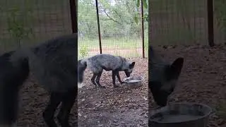 The foxes new fur coats! 🦊 #shorts #fox #notapet #alveus #alveussanctuary #mayahiga