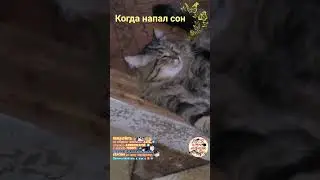 Когда напал сон.