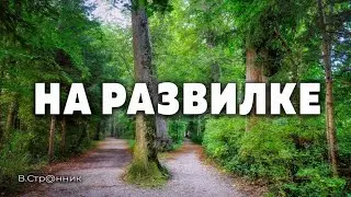 Развилка - Вадим Странник