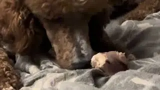 Pippa the Poodle CHOMPING on her BONE 🦴