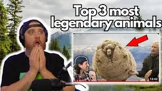 Top 3 most legendary animals 
