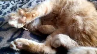 Рыжик балдеет 🐈❤️🤗