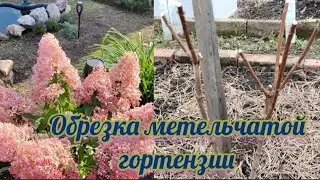 Обрезка метельчатой гортензии. Разные способы для пышного цветения!
