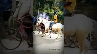 Horse Riding #shorts #horse #riding #youtube #trending #sports #youtubeshorts #india #reels