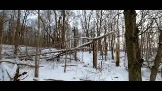Evening Flight in the Woods