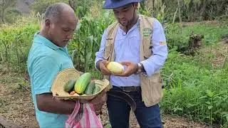 Sistema Agroforestal Sucesional (SAFS)