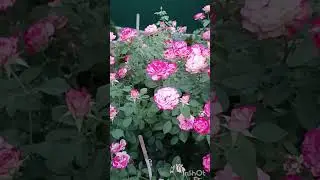 "Юбилей Санкт-Петербурга" роза 💯 держит жару🌹