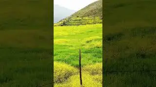 La Canela, Chile
