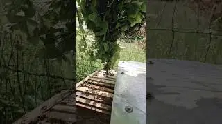 ПЧЁЛЫ