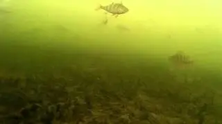 На зимней рыбалке подо льдом. Большие стаи окуня. Клюёт на безмотылку.