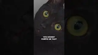 Типичный спокойный котик на приёме ветеринара 