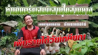 ทำเกษตรผสมผสานในสวนยาง เพิ่มรายได้วัยเกษียณ #เกษตรอารมณ์ดี