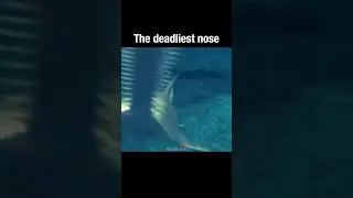 The sawfish has the deadliest nose 