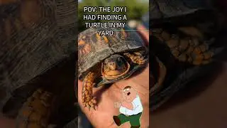 Yes Y'all It's Turtle Season 🔥🐢 #reptile #reptilelove #herping #turtle #reptilekeeper #wildlife