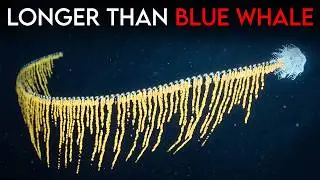 Why The Siphonophore Breaks Every Rule