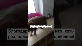 #домашнийприютмилосердие