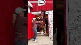 🐎 Shire Horses – Giants from England 