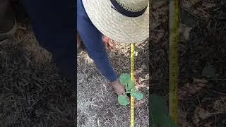Does plant spacing matter?