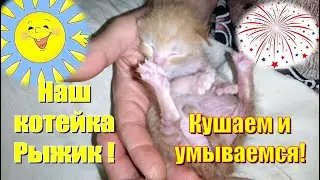 Наш котейка Рыжик! Часть 5 #Shorts