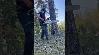 Спил дерева в заданном направлении, STIHL MS 661