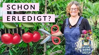 Spalier-Obst schneiden - einfache Anleitung für Kirschen 🍒 I der kleine Horrorgarten
