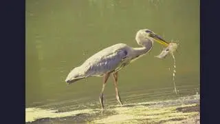 Heron Fishing Medium