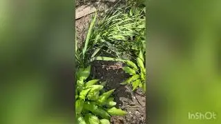 Обзор дачної ділянки. 🧚🏽Відео на згадку 🫶