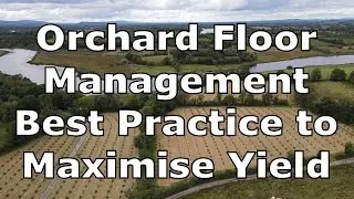 Orchard Floor Management Strategies to Improve Yields | A Review of Scientific Research Papers
