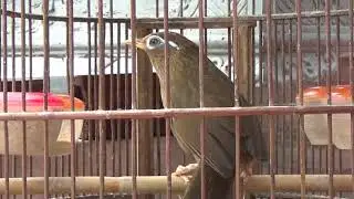 Họa Mi Bộ to, thuần đét, giàn thủ cứng