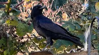 Highlight VIDEO CAM - Backyard Variety of Beautiful Wild Birds #pnw #wildbirds #backyardbirdw
