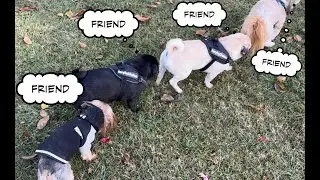 Pugs making Friends