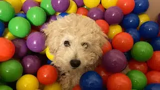 Ball pit puppy - poochon puppy